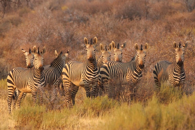 Elephants in the savannah